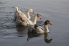 le tre comari le tre comari