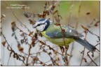 Cinciarella (Cyanistes caeruleus) Cinciarella (Cyanistes caeruleus)