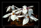 MAGNOLIA MAGNOLIA