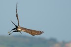 Falco di palude ( Circus aeruginosus ) Falco di palude ( Circus aeruginosus )