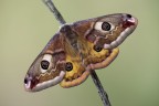 Falena Falena