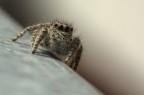 sulla ringhiera sulla ringhiera