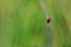 L'equilibrista L'equilibrista
