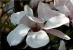 fior di magnolia