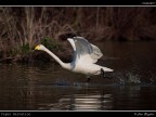 Cigno Selvatico # 1 Cigno Selvatico # 1