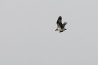 falco pescatore falco pescatore