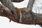 Siesta Siesta