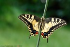 Papilio Machaon