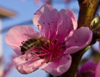 ape su fiori di pesco ape su fiori di pesco