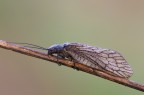 Sialis lutara Sialis lutara