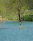 Un Falco a pesca Un Falco a pesca