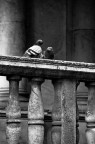 Amore in bianco e nero Amore in bianco e nero