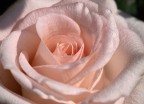 rosa pallida rosa pallida