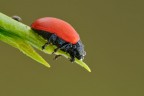 Chrysomela populi Chrysomela populi