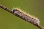 Aporia crataegi Aporia crataegi
