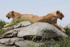Leonesse Leonesse