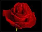 rosa rossa rosa rossa