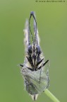 frontale di .......papilion machaon. frontale di .......papilion machaon.