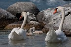 Swan lake Swan lake