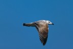 Seagull Seagull