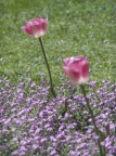 tulipani tulipani