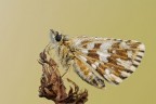 Pyrgus onopordi Pyrgus onopordi