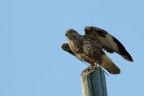 Poiana ( Buteo buteo )
