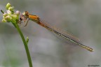 La prima libellula La prima libellula