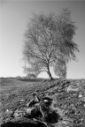 Alberi in montagna - BN Alberi in montagna - BN