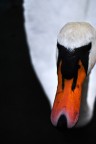 Cigno Cigno