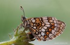 Melitaea athalia