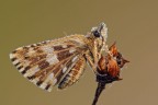 Pyrgus armoricanus