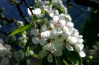 primavera primavera