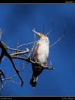 Cormorano # 1 Cormorano # 1