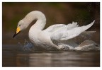 Cigno Cigno