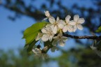 Primavera Primavera
