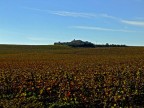 Vigneti nelle campagne marsalesi