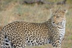 Leopardo - Serengeti (Tanzania) Leopardo - Serengeti (Tanzania)
