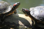 Trachemys Trachemys