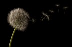 Taraxacum