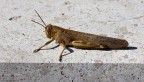 Anacridium aegyptium Anacridium aegyptium
