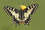 papilio machaon