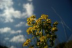 primavera primavera