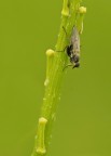 Mosca? Mosca?