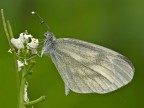 farfalla farfalla