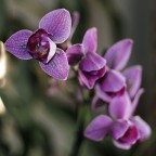 Ovviamente si tratta di una bellissima orchidea.
Primo test del Canon FD 50mm f/1.8 sulla E-PL2, una pdc quasi irraggiungibile con un obiettivo m4/3! Inoltre � il mio primo tentativo con un fiore, quindi confido nei vostri consigli per migliorare!!!

Dati scatto: Olympus E-PL2+Canon FD 50mm f/1.8 (@f/1.8, 1/125, ISO200). 

Suggerimenti e critiche sempre ben accetti!