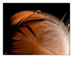 Lightness