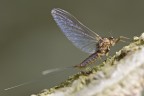 effimera effimera