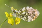 Anthocharis cardamines "Aurora" - maschio