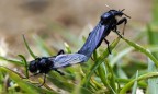 Bibionidae Bibionidae